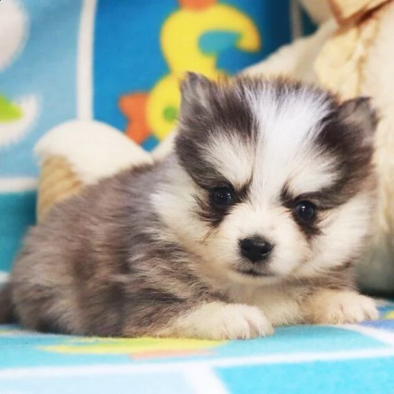 dolcissimo cucciolo di pomsky