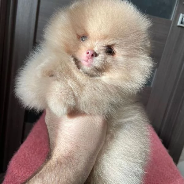cuccioli di pomerania maschio e femmina (+393509706299)