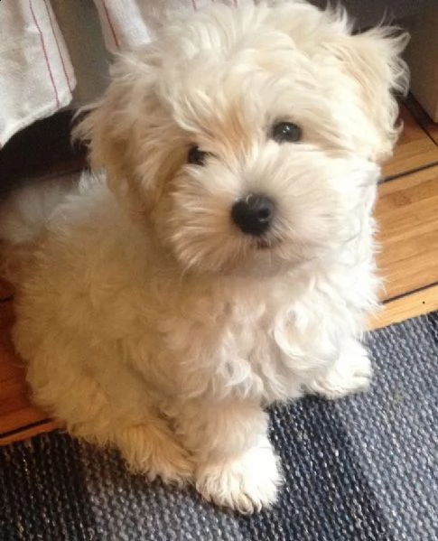 cuccioli maltesi sani(+393509706299)