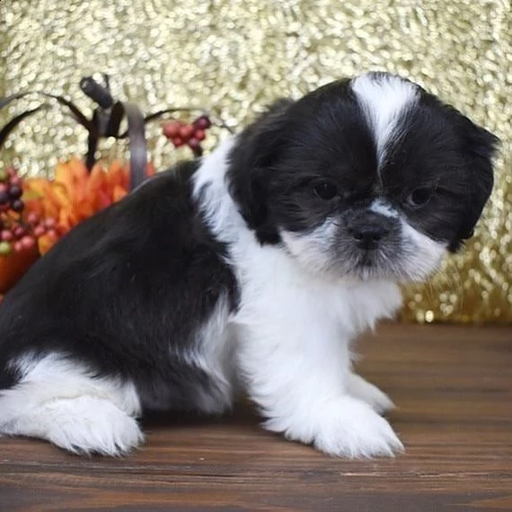  regalo bellissimi cuccioli allevati shih-tzu, colore bianco e nero.