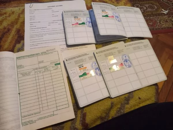 splendido cucciolo di bassotto