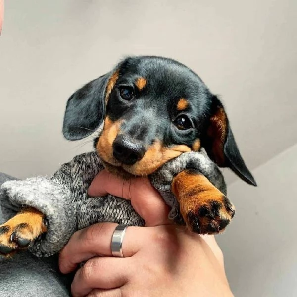 splendido cucciolo di bassotto | Foto 0