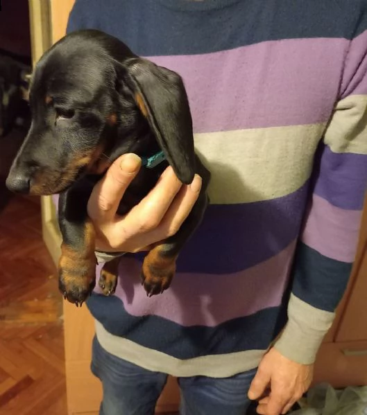 splendido cucciolo di bassotto | Foto 0