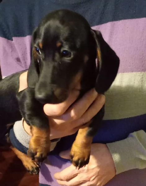 splendido cucciolo di bassotto