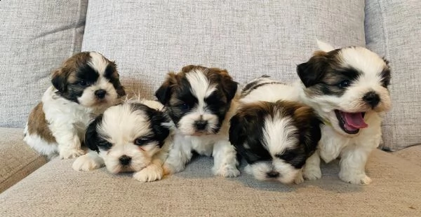  due cuccioli di teacup shitzu hanno bisogno di una nuova famiglia