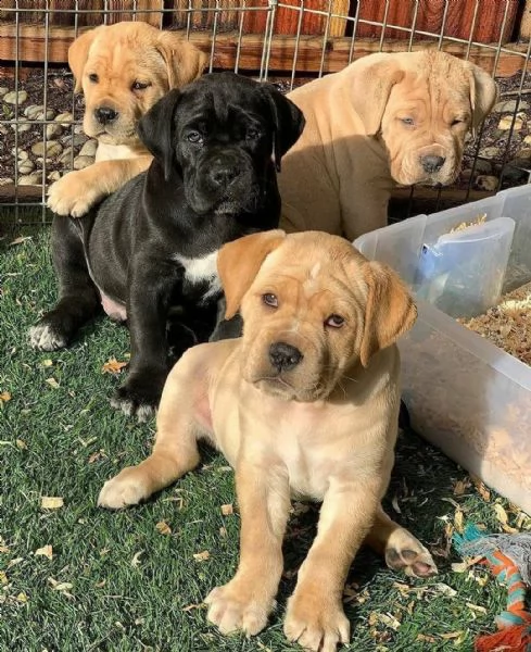 adorabili cuccioli di cane corso in vendita in italia,