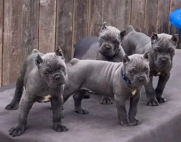 adorabili cuccioli di cane corso in vendita in italia, | Foto 0