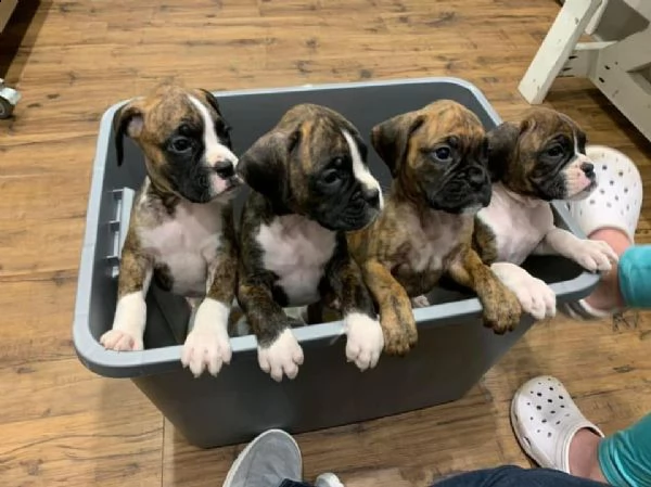 cuccioli di boxer sani per il reinserimento