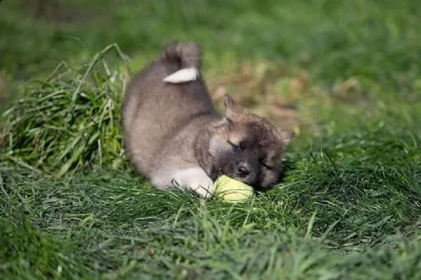 adorabili cuccioli di akita per le vostre case | Foto 1
