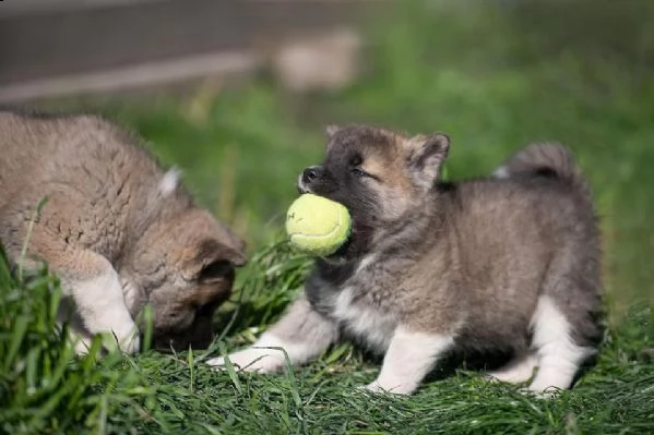 adorabili cuccioli di akita per le vostre case | Foto 0