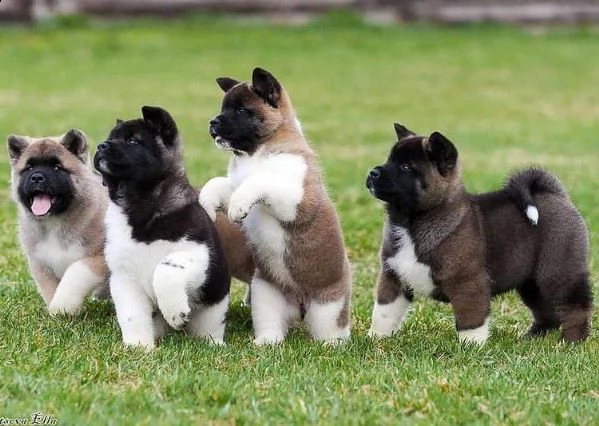 adorabili cuccioli di akita per le vostre case