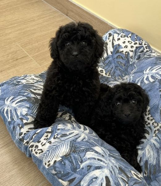 Allevamento Cuccioli Cane Barboncino bianco nero albicocca Allevamento Cuccioli Cane Barboncino bianco nero albicocca