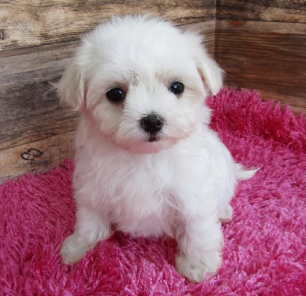 .. regalo maltese toy disponibile.....  | Foto 0