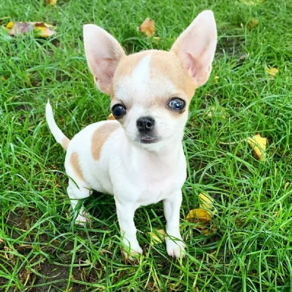cucciolo di chihuahua maschio e femmina con pedigree enci