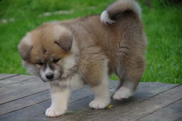 akita inu splendida cucciolata disponibile