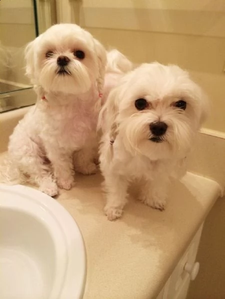 giocosi cuccioli di maltese in tazza da tè per l'adozione (+393509706299)