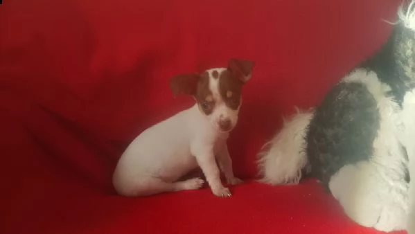 cucciolo di chihuahua