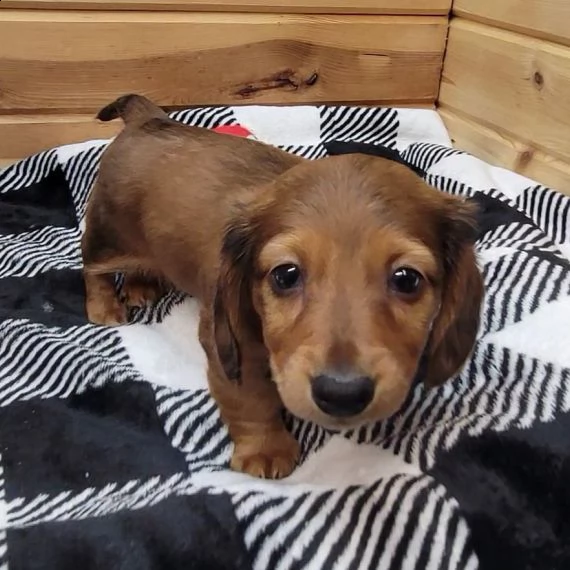 splendido cucciolo di bassotto