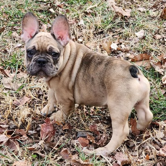 bulldog francese maschio 22 settimane