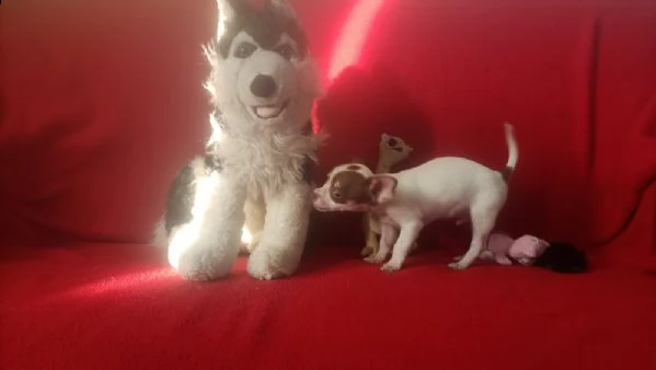 cucciolo di chihuahua