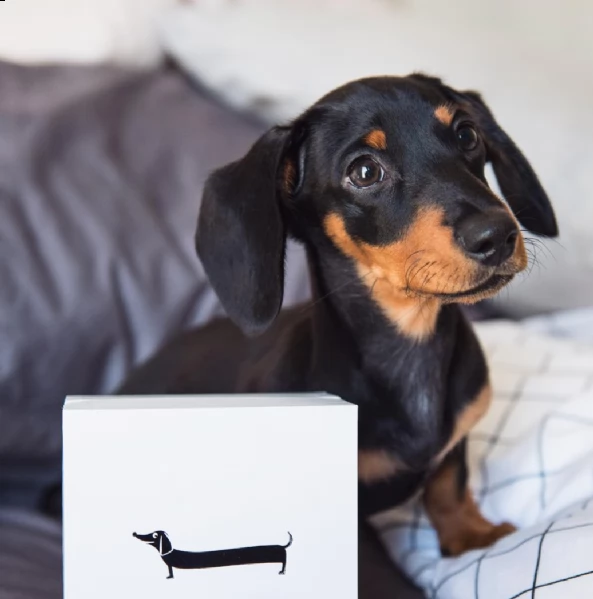 regalo basssotto mini toy.... 