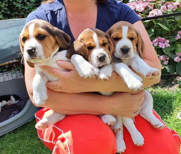 tre cuccioli di beagle cioccolato