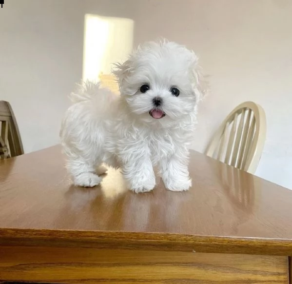 regalo maltese mini toy …. | Foto 0
