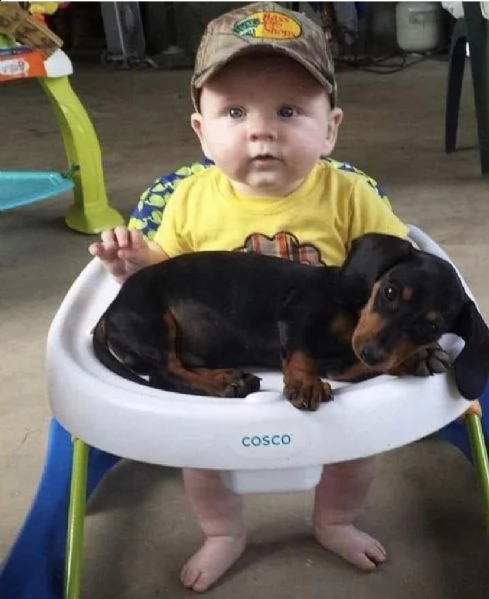 regalo mini bassotto disponibile ‘mm