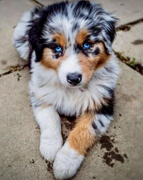  regalo adorabili cuccioli pastore australiano femminucce e maschietti gratuita i cuccioli sono vacc