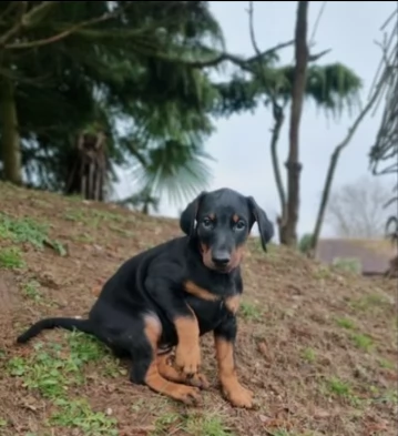 cuccioli di dobermann
