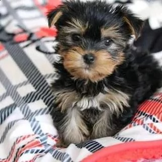 micro pocket teacup yorkie per adozione (+393509706299)