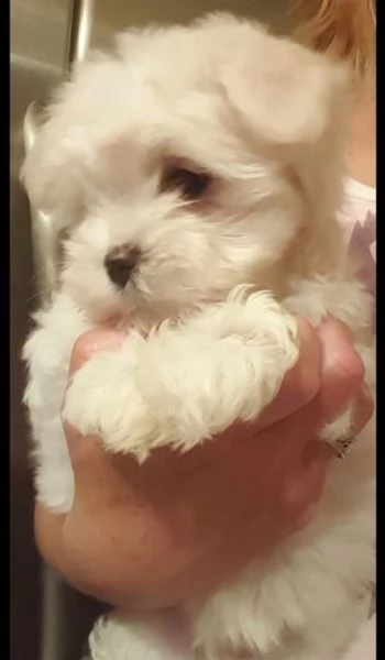 disponibili cuccioli maltesi addestrati (+393509706299)