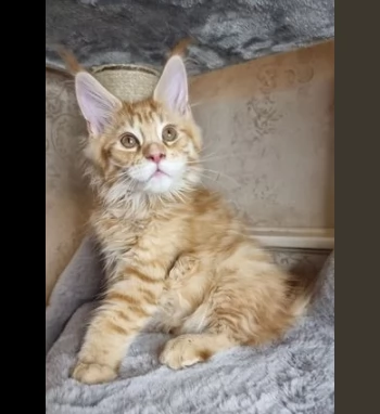 gattini maine coon 