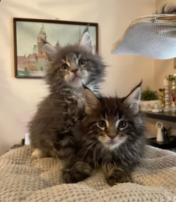 gattini maine coon  | Foto 0