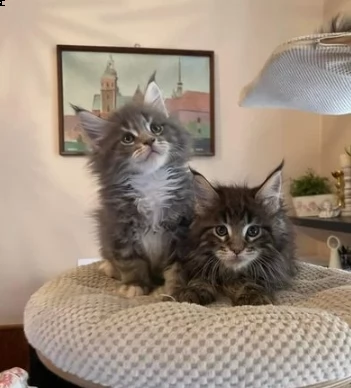 due bellissimi maine coon gattini