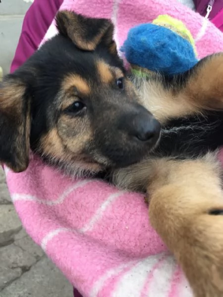 cuccioli di pastore tedesco | Foto 0