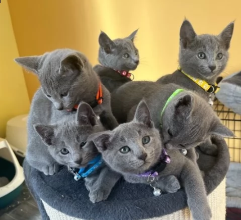 splendidi gattini blu di russia