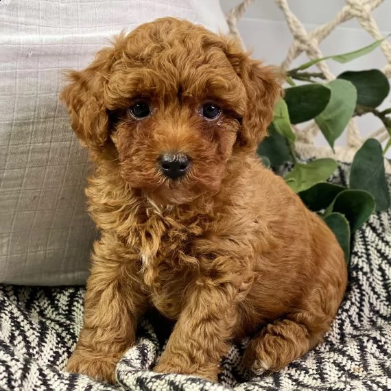  regarlo yorkshire cuccioli bellissima cucciolata cerca nuova famiglia, 4 maschi e 3 femmina, 60 gg,