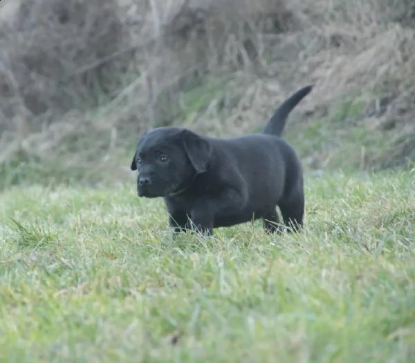 3 cuccioli di labrador cioccolato con pedigree | Foto 0