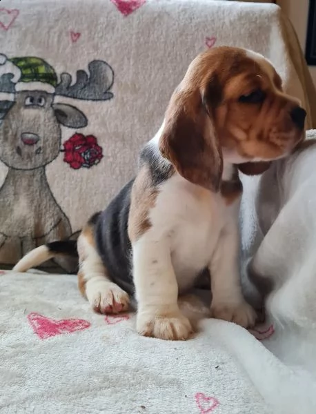 tre cuccioli di beagle cioccolato con pedigree | Foto 0