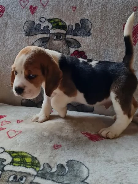 tre cuccioli di beagle cioccolato con pedigree
