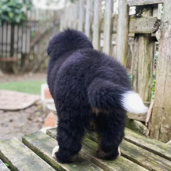 cuccioli di bovaro del bernese alta genealogia