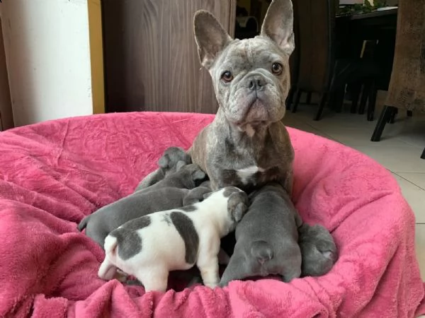 splendidi cuccioli bouledogue francese 100% italia | Foto 2