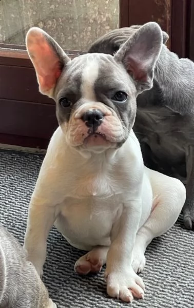 splendidi cuccioli bouledogue francese 100% italia | Foto 1