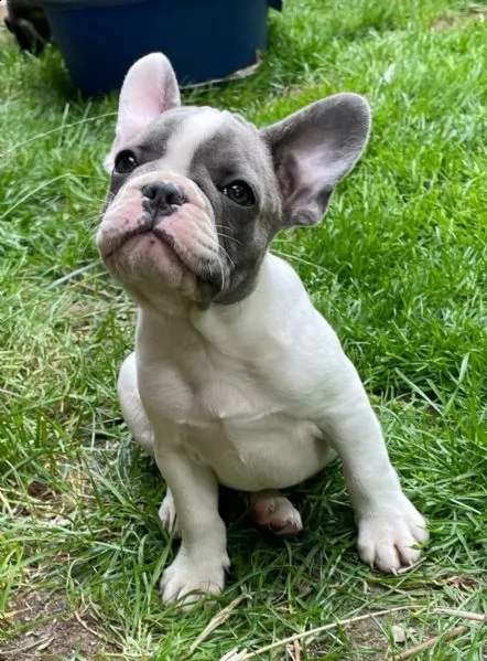 splendidi cuccioli bouledogue francese 100% italia | Foto 0