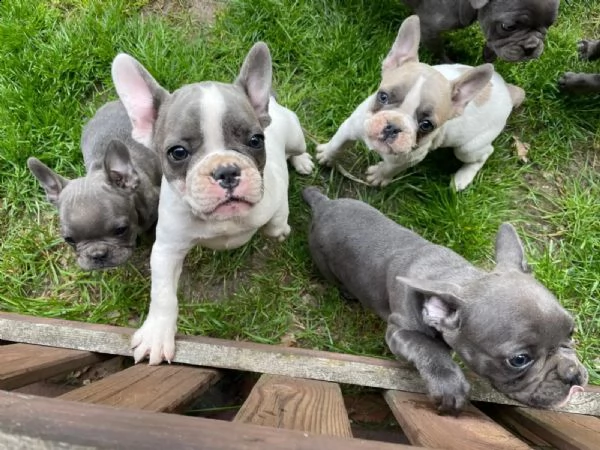 splendidi cuccioli bouledogue francese 100% italia