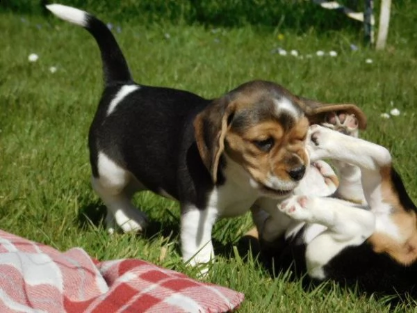 beagle cucciolo regalo 2 maschi 2 femmine | Foto 0