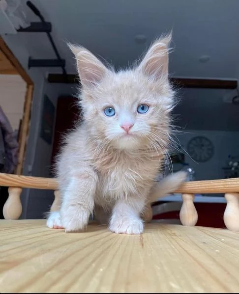 vendo bellissimi gattini maine coon | Foto 1