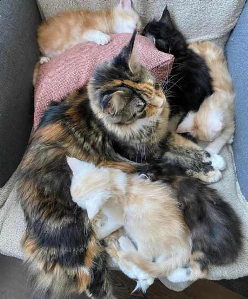 vendo bellissimi gattini maine coon
