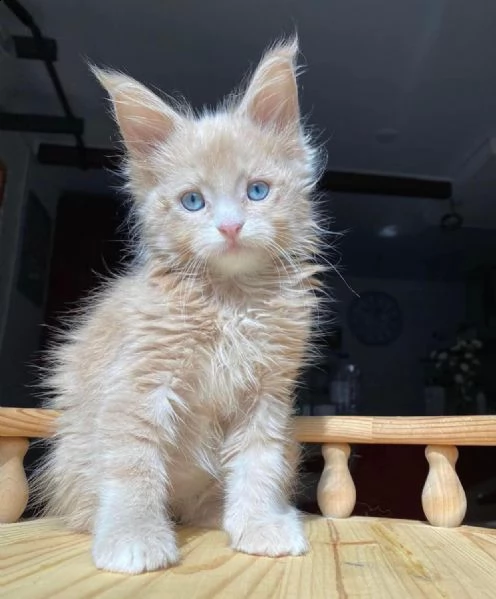 vendo bellissimi gattini maine coon | Foto 0